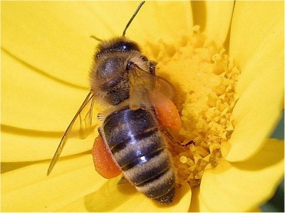 Did you know these honeybee facts? 